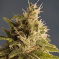 (imagen para) Ghani AF (aka GG#1)
