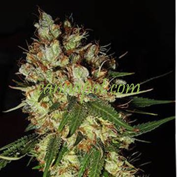 G13 x Blueberry Headband - zum Schließen ins Bild klicken