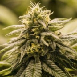 Ein allgemeines Bild