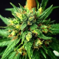 (image for) G13 Skunk