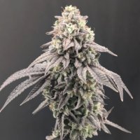 (image pour) Garlic Mint Sherbet fem