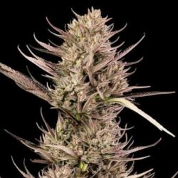 Ein allgemeines Bild