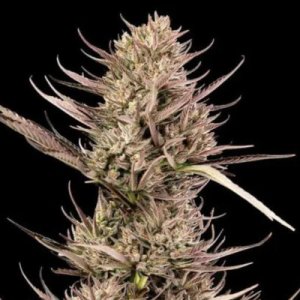 (Bild für) Garlic Muffin F1 Auto female