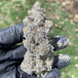 Ein allgemeines Bild