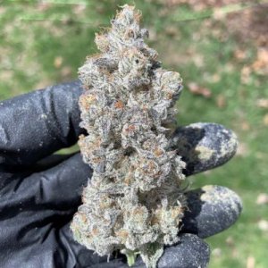 (Bild für) Garlic Storm