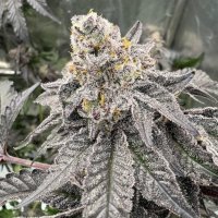 (image for) Gary Sherbet