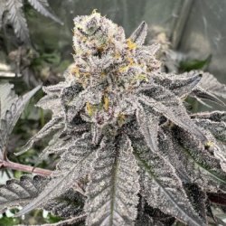 Ein allgemeines Bild