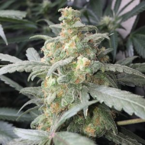 Green Crack Auto fem