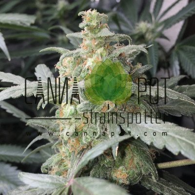 Green Crack Auto fem - zum Schließen ins Bild klicken