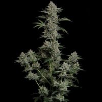 (Bild für) Gelato 41 BX Auto female