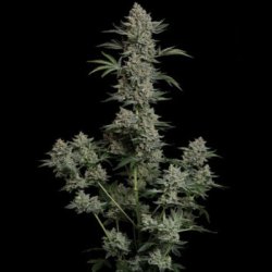 Ein allgemeines Bild