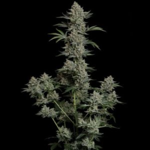 (Bild für) Gelato 41 BX Auto female