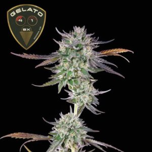 (imagen para) Gelato 41 BX female