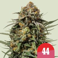 Gelato 44 – Mike Tyson feminized