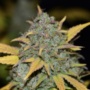 Gelato Auto fem