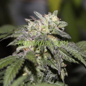 Gelato BX 5 reg - zum Schließen ins Bild klicken