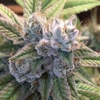 (Bild für) Gelato Fuel x 06 OG