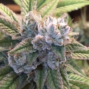 (Bild für) Gelato Fuel x 06 OG