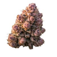 (imagen para) Gello Z Auto fem