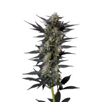 (image for) Gello Z fem