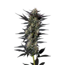 Ein allgemeines Bild