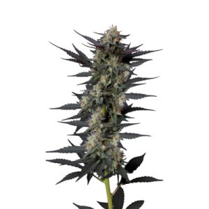 (image for) Gello Z fem