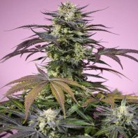 (imagen para) Gelonade fem