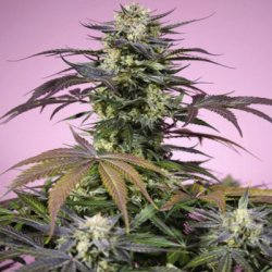 Ein allgemeines Bild