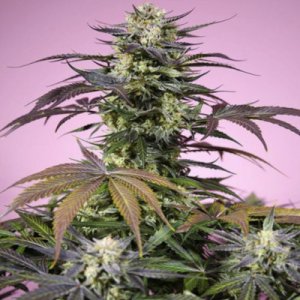 (imagen para) Gelonade fem