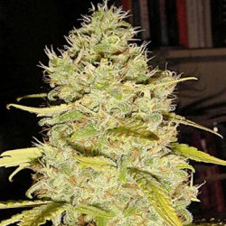 Ein allgemeines Bild