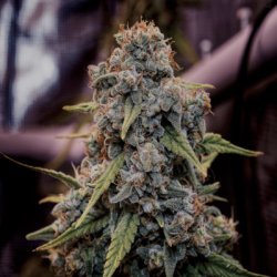 Ein allgemeines Bild