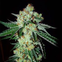 (Bild für) Georgia Tang