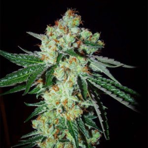 (Bild für) Georgia Tang