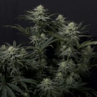 (image pour) GG4 Sherbet FF