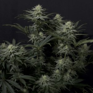 (image pour) GG4 Sherbet FF