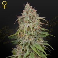 GH Amnesia female