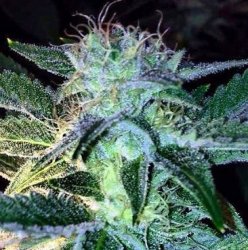 Ein allgemeines Bild