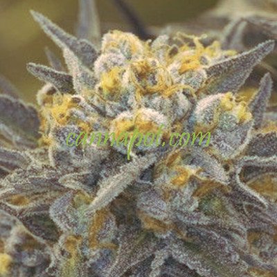 Ghost Train Haze Autoflower fem - Click Image to Close