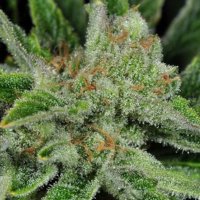 (image pour) Ghost Train Haze #1