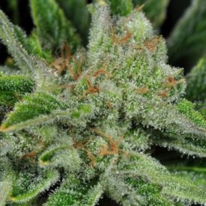 (image for) Ghost Train Haze #1