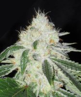 (image pour) Ghost OG