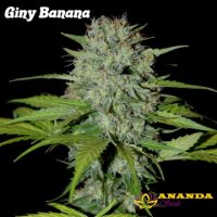 Giny Banana