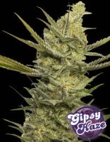 Gipsy Haze fem