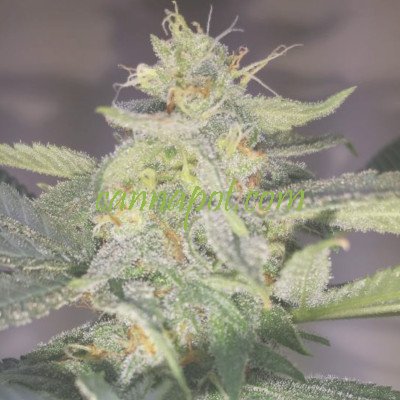 Girl Scout Cookies Autoflower fem - zum Schließen ins Bild klicken