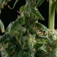 Girl Scout Cookies feminized