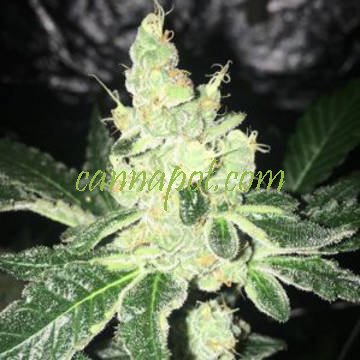 Girl Scout Cookies Forum Cookies Thin Mint 5 fem - zum Schließen ins Bild klicken