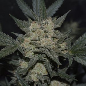 Girl Scout Cookies Auto fem