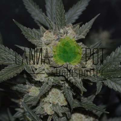 Girl Scout Cookies Auto fem - zum Schließen ins Bild klicken