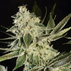 Ein allgemeines Bild