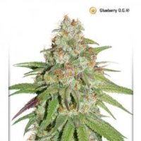 (Bild für) Glueberry OG